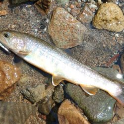 渓流釣りでクマと遭遇 ～九頭竜川水系～